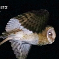 d1 Grass Owl ?  The patten on the wing is different from b1